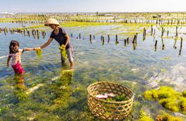 seaweed farm in nusa lembongan, lembongan island, lembongan fast boat, nusa lembongan, lembongan beach